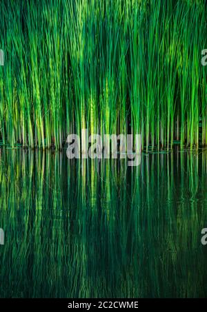 Green reed fibers, leaves in the lake, reflections on the water surface ...