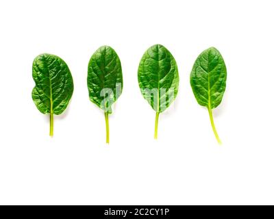 Four baby spinach leaves isolated on white Stock Photo