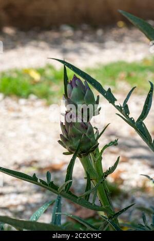 a plant with two recently born artichokes Stock Photo