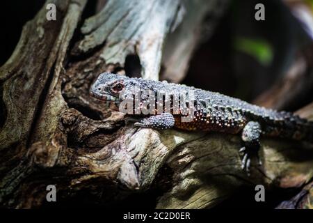 lizard Stock Photo