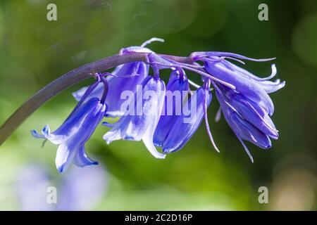 A close up photo of a group of bright blue bluebell flowers up close and personal. Coed Cefn Woods near Crickhowell in the Brecon Beacons, Wales. Stock Photo