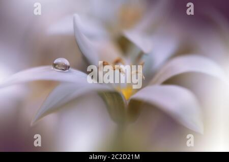 Beautiful macro shot of magic flowers.Border art design. Magic light.Extreme close up macro photography.Conceptual abstract image.Violet and White Background.Fantasy Art.Creative Artistic Wallpaper.Beautiful Nature Background.Amazing Spring Flower.Water d Stock Photo