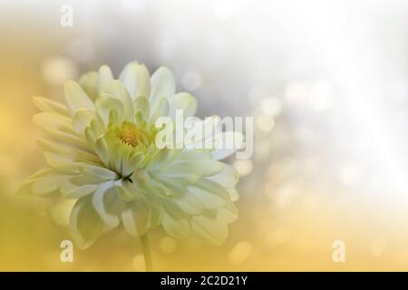 Beautiful Golden Nature  Fantasy  Abstract  Chrysanthemum Flowers Stock Photo - Alamy