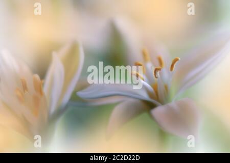 Beautiful Green Nature Background.Macro Shot of Amazing Spring Magic Flowers.Border Art Design.Magic light.Extreme close up Photography.Conceptual Abstract Image.Fantasy Floral Art.Creative Artistic Wallpaper.Love,romance,romantic.Web Banner. Stock Photo