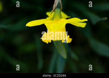 Yellow spring flower in focus with background blurred. Stock Photo