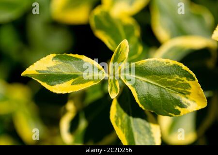 yellow and green leaves on a shrub with pointy oval leaves Stock Photo