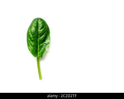 One baby spinach leaf isolated on white Stock Photo