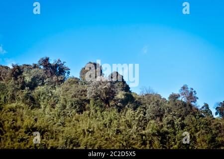 A scenic landscape of Forest himalayan mountain slope in low lying cloud with evergreen conifers tree. Blue sky. Dreamy landscape. Fluffy weather. Wil Stock Photo