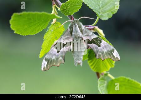 Insect, Moth, Butterfly, Switzerland, Hawk Moth,  Mimas tiliae,  lime hawk-moth Stock Photo
