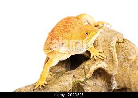 Young bearded dragon standing on an animal skull looking for a pray, isolated on a white background. Stock Photo