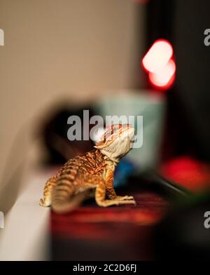 Young bearded dragon in focus with a blurry background, standing on a desk turned and looking at the camera. Stock Photo