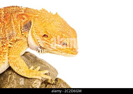 Bearded dragon standing on a rock, focused look, isolated on white background. Stock Photo