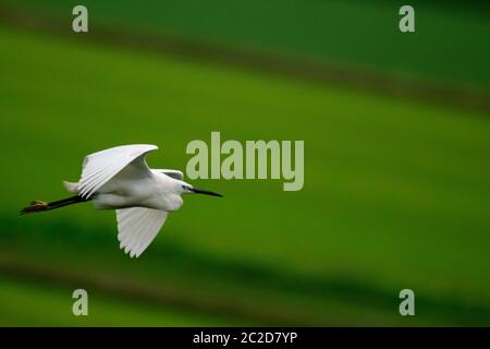 Great egret bird in flight on a green field Stock Photo