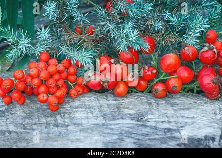 Juniper branch, red rowan berries and rose hips on a rough wooden table. Conceptual festive natural background with space for copy. Stock Photo