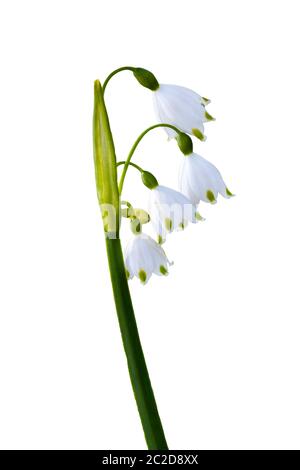 Leucojum aestivum 'Gravetye Giant' a white bell shaped spring flower bulb commomly known as  summer snowflake or Loddon lily cut out and isolated on a Stock Photo