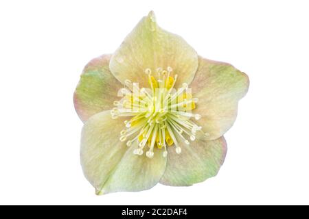 Helleborus x ballardiae 'Cinnamon Snow' a winter spring flower plant cut out and isolated on a white background Stock Photo