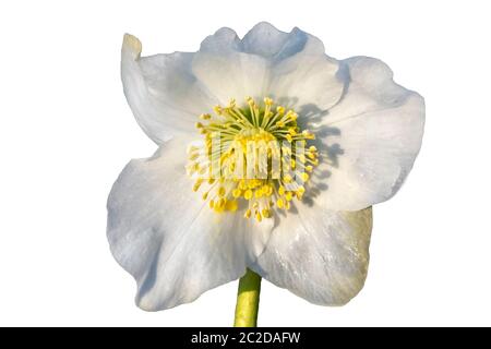 Helleborus x ballardiae 'Joseph Lemper' a winter springtime flower plant cut out and isolated on a white background Stock Photo