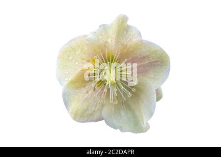 Helleborus x ballardiae 'Cinnamon Snow' a winter spring flower plant cut out and isolated on a white background Stock Photo