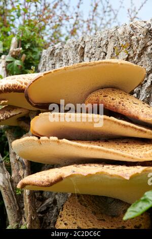Bracket fungus (Ganoderma applanatum) Also known as Artists Bracket or Conk, East Yorkshire, England, UK, GB. Stock Photo