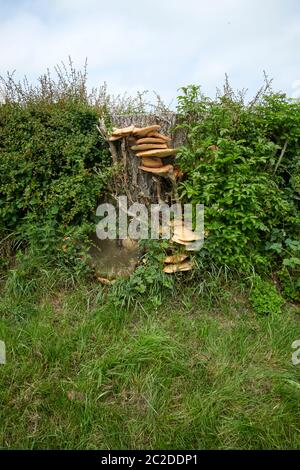 Bracket fungus (Ganoderma applanatum) Also known as Artists Bracket or Conk, East Yorkshire, England, UK, GB. Stock Photo
