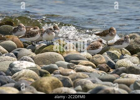 Sandpipers Resting at the Shore. Sandpipers blending in with the rocks at the seashore in Point Roberts. Washington State. USA. Stock Photo