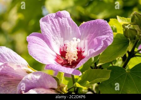 Hibiscus sinosyriacus 'Lilac Queen' a lilac pink springtime summer shrub flower plant commonly known as rose of Sharon or rose mallow Stock Photo