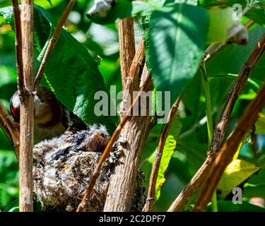 European goldfinch (Carduelis carduelis) nest with chicks - London, United Kingdom Stock Photo