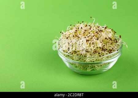 Close up fresh mung bean microgreen salad sprouts in glass bowl over green background with copy space, high angle view