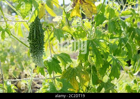 Unusual bitter melon fruit - momordica charantia - hanging from a leafy vine climbing netting in an allotment Stock Photo