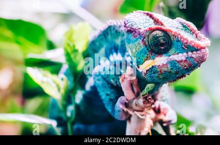 Colorful panther chameleon, Furcifer pardalis, sitting on tree branch. Shallow focus. Stock Photo