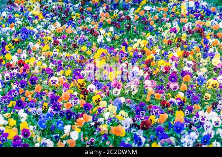 Field of colorful pansies in summer, natural pattern background Stock Photo