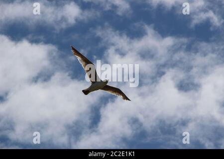 Lone seagull with wings outstretched gliding against blue sly with white cloud Stock Photo