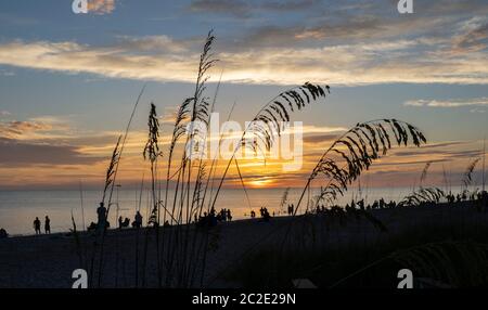 Sea Oats, Uniola paniculata L, on beach aganist a dark blue cloudy sky on Manasota Key Beach in Englewood Florida United States