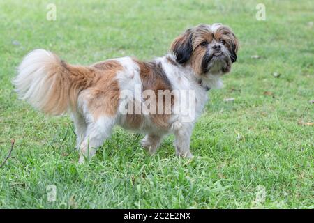 Shih tzu best sale cross breeds