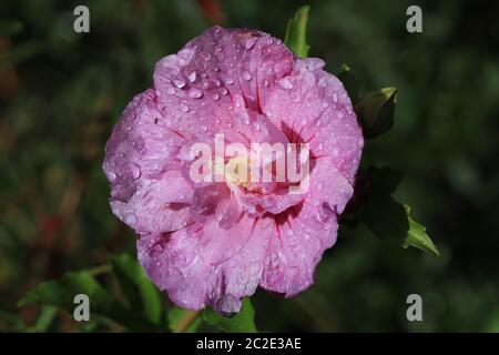 Rose mallow, pink blossom with raindrops Stock Photo