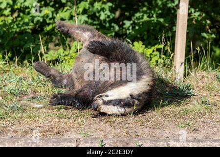 Badger Meles meles (Carnivora) dead on the side of the road, road kill from being hit by a car, Grendan road, Northamptonshire, England, UK. Stock Photo