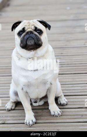 Pug sitting in front of blure background outdoors Stock Photo