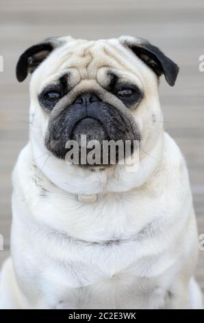 Portrait of a Pug outdoors on blure background Stock Photo