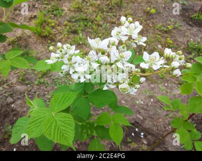 The Flowering bush of the raspberry with green sheet.The White flower at spring length of time.Plant on background of the land Stock Photo