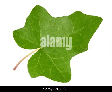 Ivy leaf isolated  on white background Stock Photo