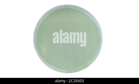 Cled agar petri dish isolated on white background, cysteine lactose electrolyte deficient Stock Photo