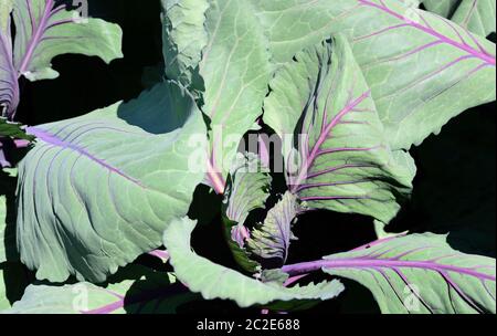 A young red cabbage plant with green leaves is photographed from above, against a dark background Stock Photo