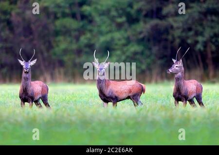 Red deers in a clearing in the wild Stock Photo