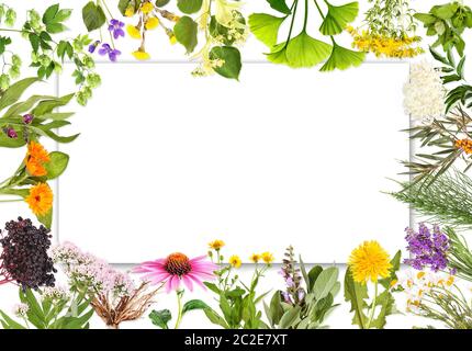 Blank label with medical plants 2 Stock Photo
