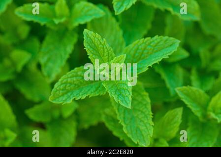Fresh mint plants , nature background Stock Photo