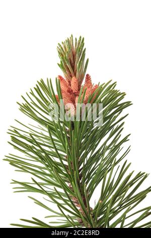 mugo pine branch isolated on white background Stock Photo