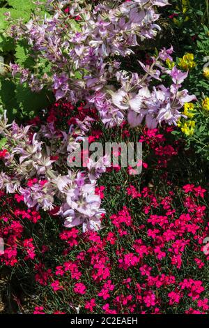 Salvia sclarea - Clary Sage  Dianthus Rubin Stock Photo