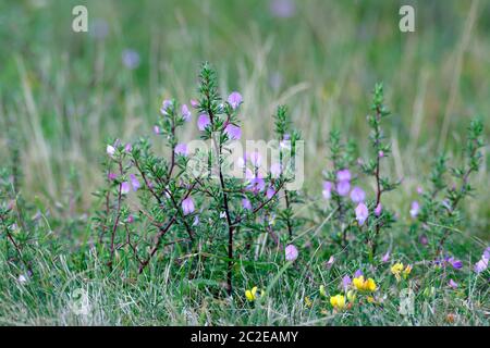 Ononis spinosa is commonly known as spiny restharrow Stock Photo