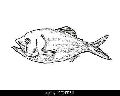 Retro cartoon style drawing of a snapper fish, a native New Zealand ...