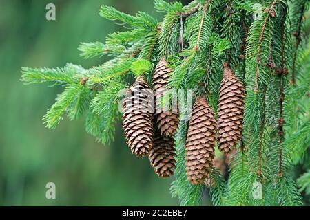 Cones of the spruce Picea abies Stock Photo